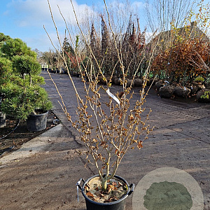 Hamamelis int. 'Orange Peel' 125-150 cm 30L