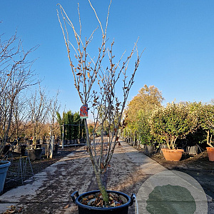 Hamamelis int. 'Ruby Glow' 125-150 cm 35L