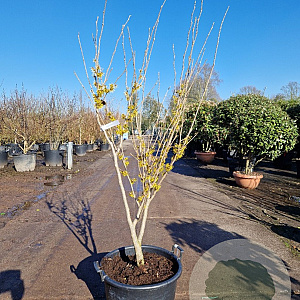 Hamamelis int. 'Westerstede' 125-150 cm container meerstammig