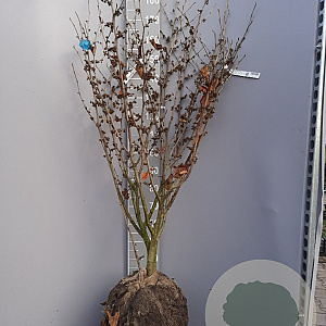 Hamamelis int. 'Westerstede' 125-150 cm container meerstammig