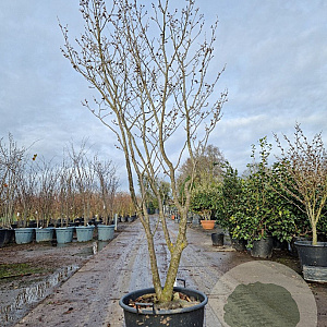 Hamamelis int. 'Westerstede' 200-250 cm container meerstammig