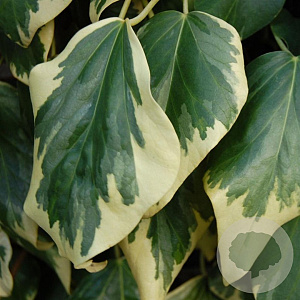 Hedera colchica 'Dentata Variegata' 70 cm C1.5 met stok