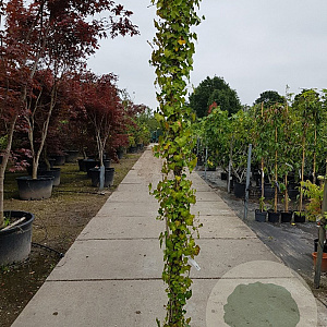 Hedera hibernica 250-300 cm 15L