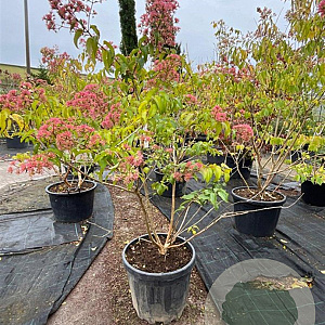 Heptacodium miconioides 125-150 cm container meerstammig