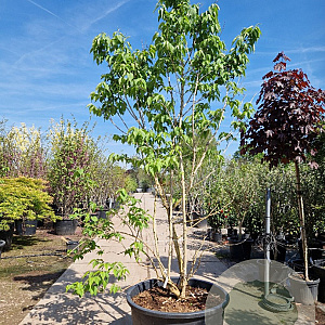 Heptacodium miconioides 250-300 cm container meerstammig