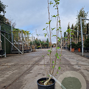 Hibiscus syr. 'Ardens' 80-100 cm 10L