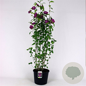 Hibiscus syr. 'Ardens' 125-150 cm met kluit