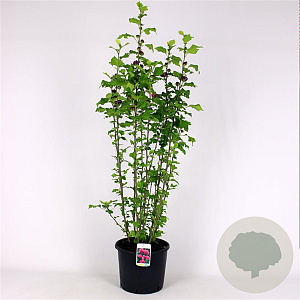 Hibiscus syr. 'Duc de Brabant' 125-150 cm met kluit