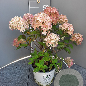 Hydrangea pan. Little Lime 20-25 cm 3,0L