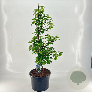 Hydrangea anomala petiolaris 125-150 cm 35L solitair