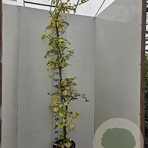 Hydrangea anomala petiolaris 200-225 cm 15L