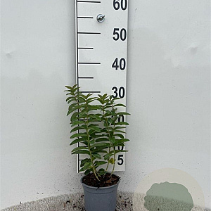 Hypericum calycinum 10-15 cm C1.3