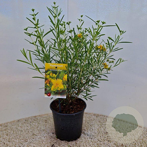 Hypericum kalmianum 'Gemo' 25-30 cm 2,0L