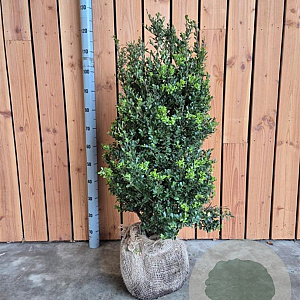 Ilex crenata Dark Green 80-100 cm met kluit struik