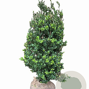 Ilex crenata Dark Green 80-100 cm met kluit struik