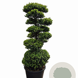 Ilex crenata Dark Green 160-180 cm 45L bonsai