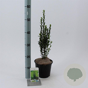 Ilex crenata 'Fastigiata' 40-50 cm 2,0L
