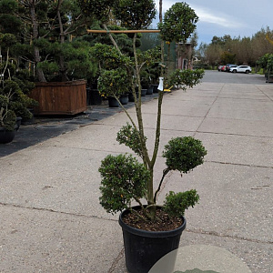 Ilex crenata 'Kimmei' 120-140 cm container paraplu