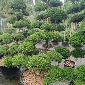 Ilex crenata 'Kimmei' 200-225 cm container met stok