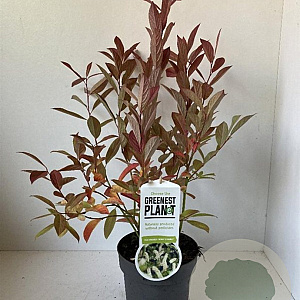 Itea virginica 'Henry's Garnet' 25-30 cm 2,0L