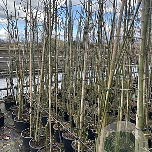 Laburnum wat. 'Vossii' 250-300 cm 15L