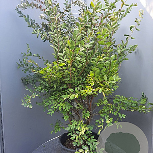 Lagerstroemia 'Acoma' 125-150 cm container meerstammig