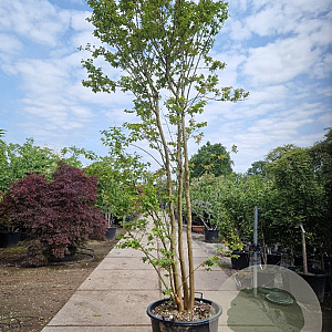 Lagerstroemia indica 350-400 cm container meerstammig
