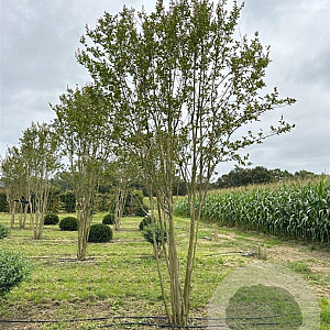 Lagerstroemia indica 400-450 cm draadkluit meerstammig