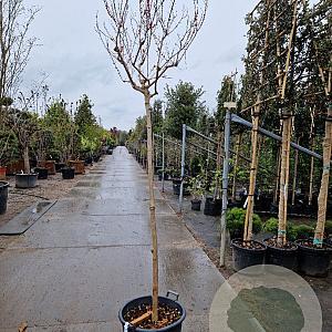 Lagerstroemia indica 180 cm stam container 10-12 hoge lei