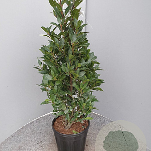 Laurus nobilis 70-80 cm 10L piramide