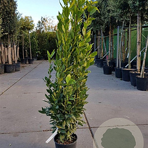 Laurus nobilis 125-150 cm 10L