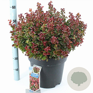 Leucothoe axillaris 'Curly Red' 40-50 cm 15L