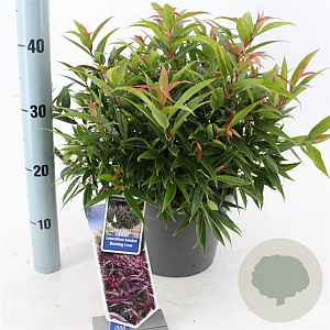 Leucothoe keiskei Burning Love 35-40 cm 5,0L
