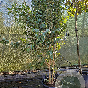 Ligustrum japonicum 200-250 cm container meerstammig extra
