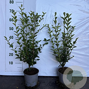 Ligustrum ovalifolium 60-80 cm 2,0L