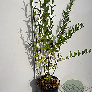 Ligustrum vulgare 80-100 cm 5,0L