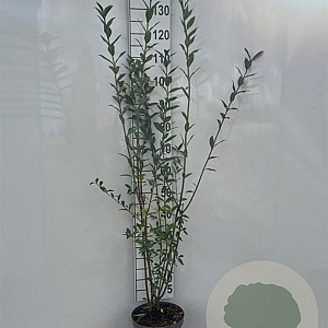 Ligustrum vulgare 100-125 cm 5,0L