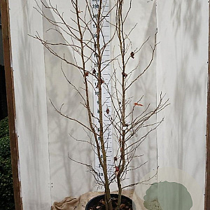 Liquidambar styraciflua 200-225 cm 35L solitair