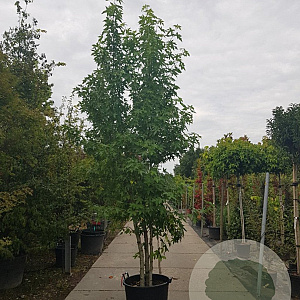 Liquidambar styraciflua 450-500 cm container meerstammig