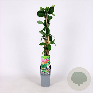 Lonicera heckr. 'Goldflame' 70 cm 2,0L