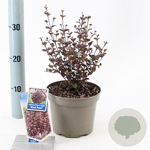 Lophomyrtus ralphii Black Pearl 25-30 cm 2,0L