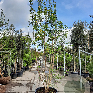 Magnolia brookl. 'Yellow Bird' 300-350 cm container meerstammig