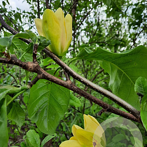 Magnolia brookl. 'Yellow Bird' 300-350 cm container meerstammig