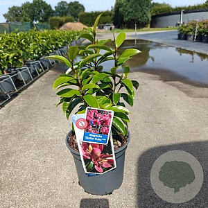 Magnolia figo 'Stellar Ruby' 40-50 cm 5,0L