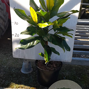 Magnolia grandiflora 40-60 cm 5,0L
