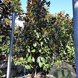 Magnolia grand. 'Goliath' 300-350 cm container meerstammig