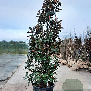 Magnolia grand. 'Goliath' 300-350 cm container meerstammig
