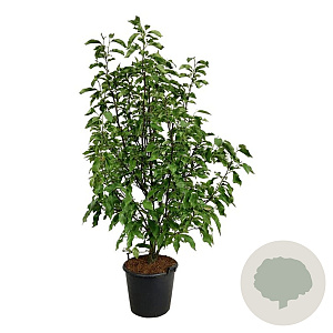 Magnolia 'Heaven Scent' 150 cm stam 20L