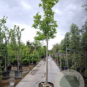 Magnolia kobus 200 cm stam container 20-25 leiboom