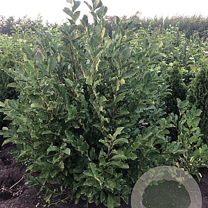 Magnolia loebneri 'Merrill' 80-100 cm met kluit